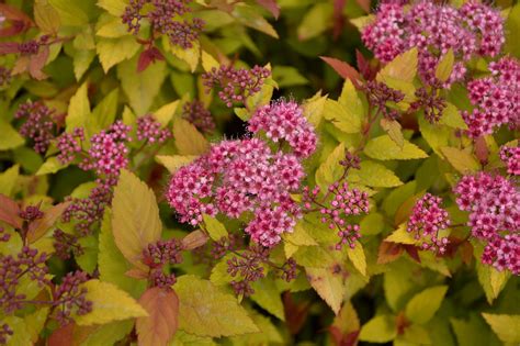 The Resilient Nature of Spirea Japinica Magic Carpet: Adapting to Various Climates